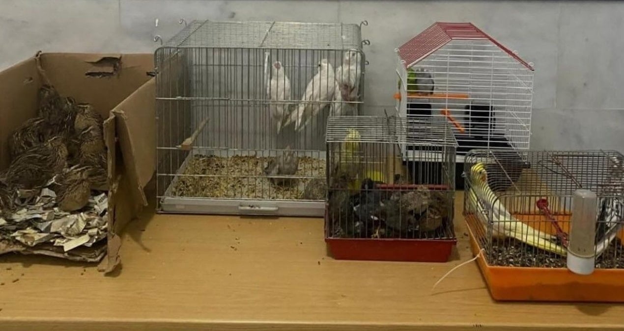 Kahvehaneye ‘kaçak ırk hayvanı’ baskını: 2 kişiye para cezası