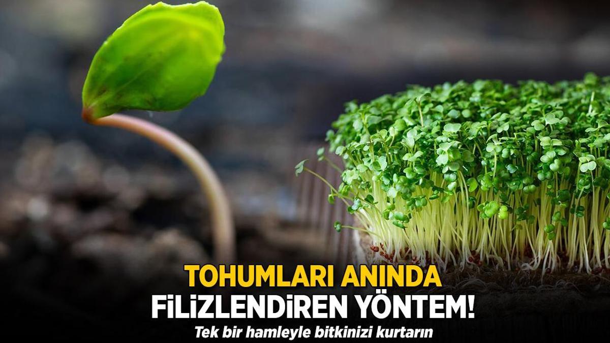 Tohumları anında filizlendiren yöntem! Tek hamleyle ektiklerinizi kurtarın