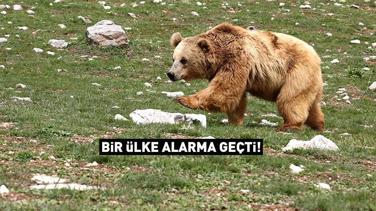Bir ülke alarma geçti! ‘Ayı’ acil durum ilanı