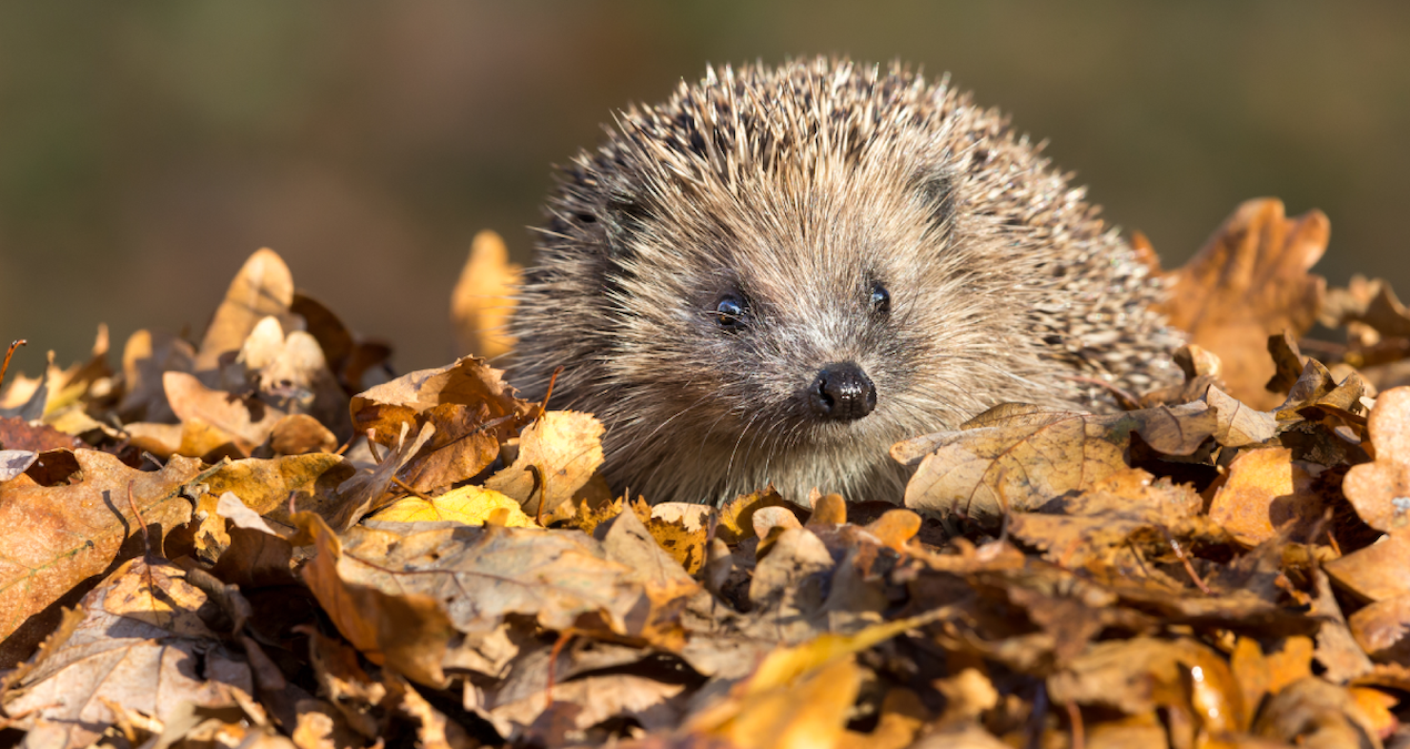 Bahçesinde kirpi görenlere acil uyarı