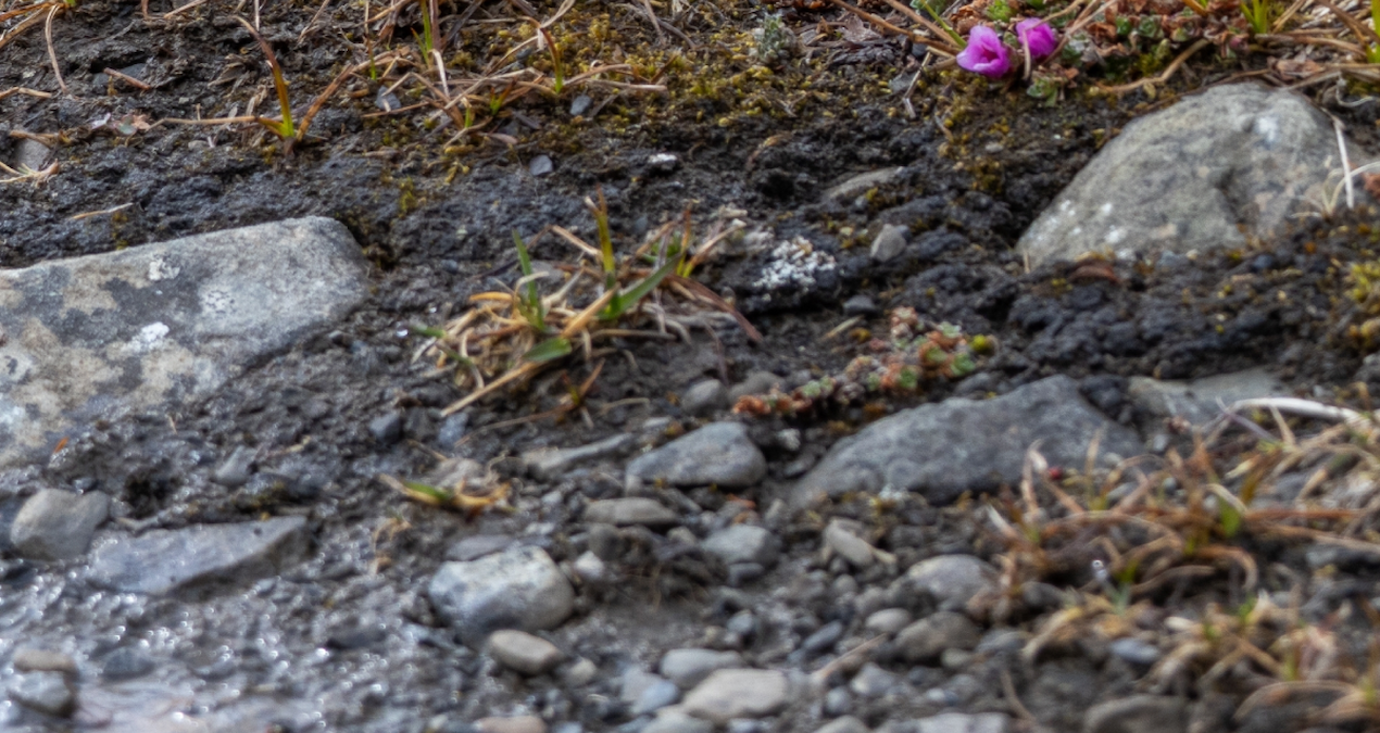 Bahçesine eken büyük tehlikeden kurtuluyor: Yol kenarında bile yetişiyor
