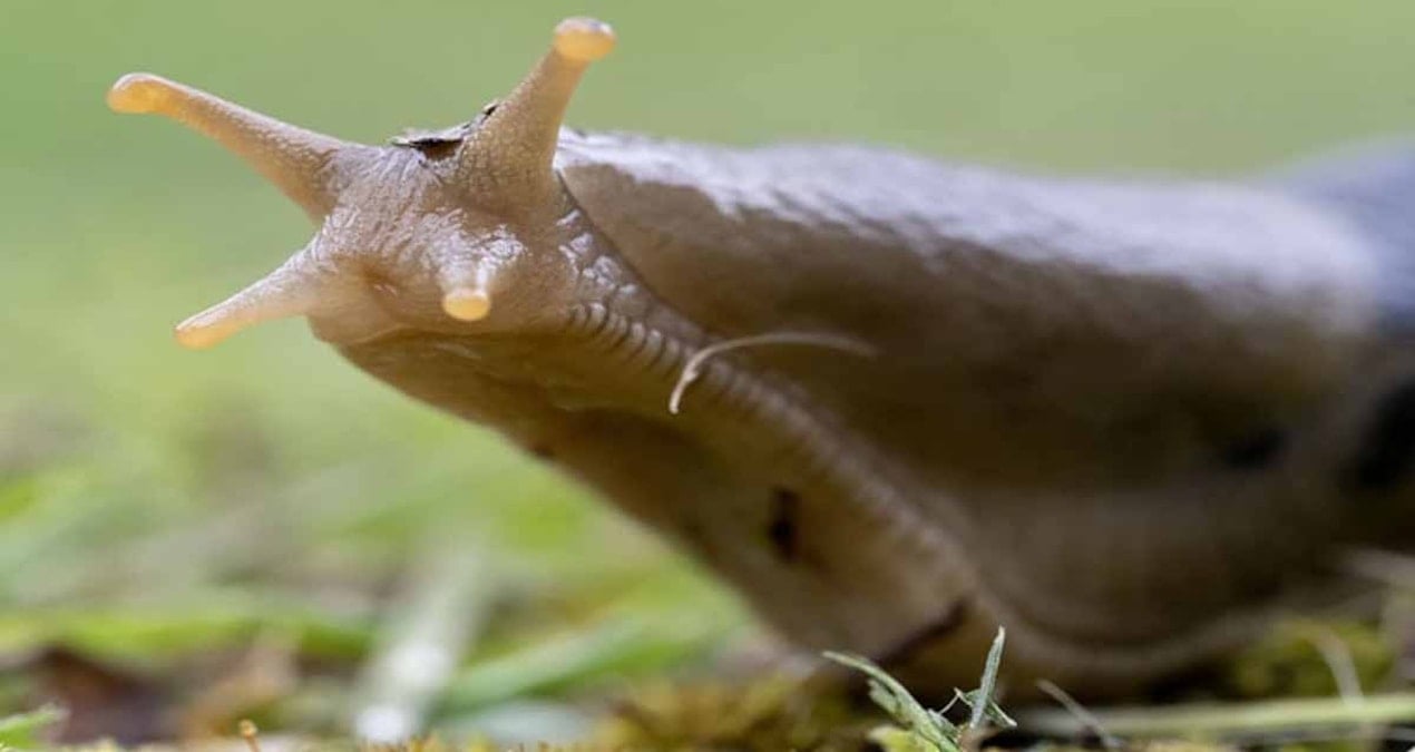 Sadece bahçıvanların bildiği yöntem:  Sümüklü böcekler bahçeye adım dahi atamayacak