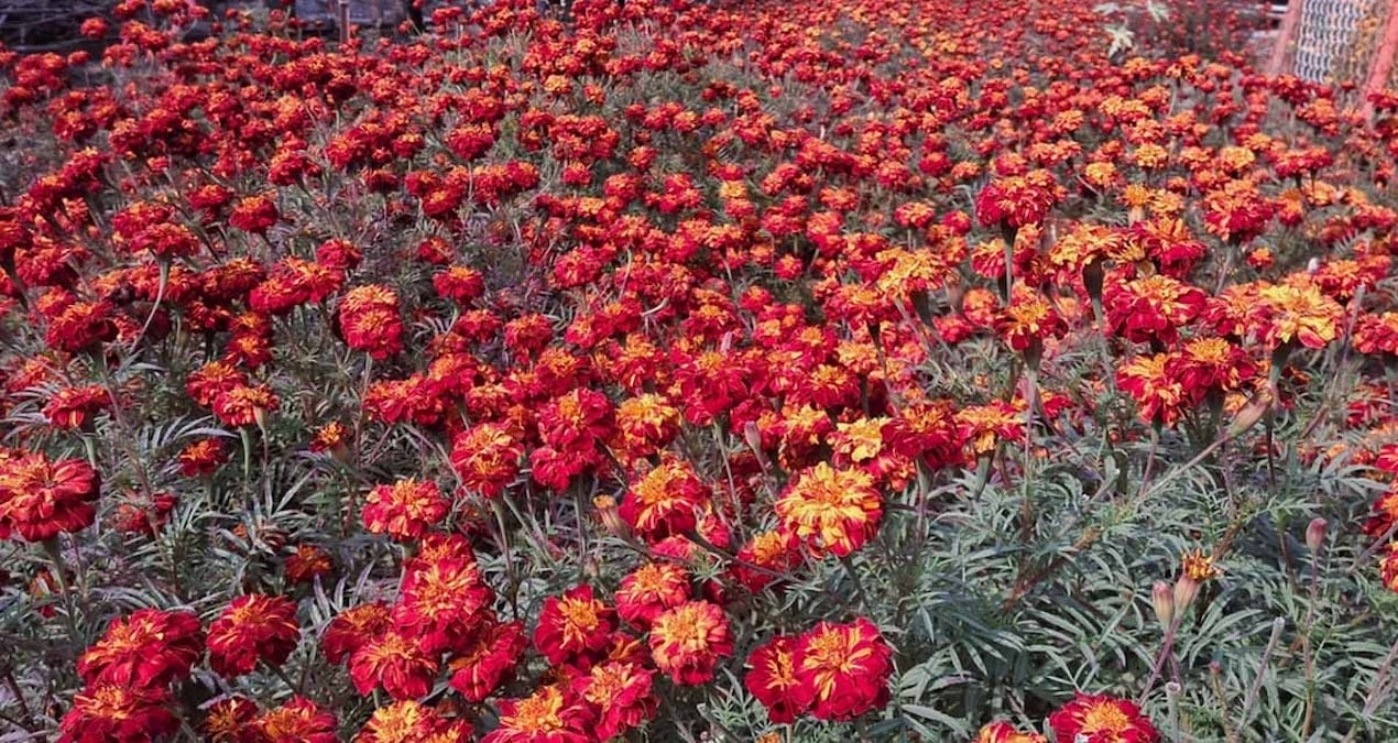 Yaz boyunca çiçek açar, sivrisinekleri uzaklaştırır, sıcağı sever: Ay sonundan önce ekin!